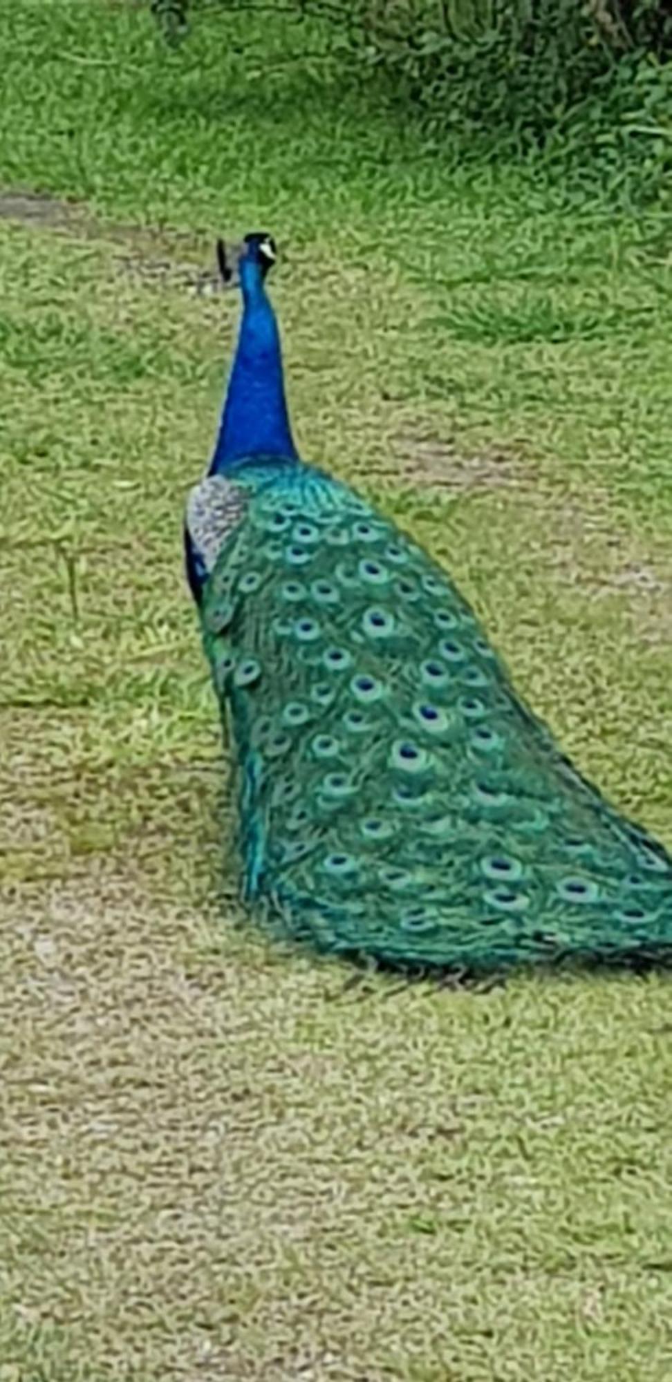 Bela Chacara Villa Suzano Szoba fotó